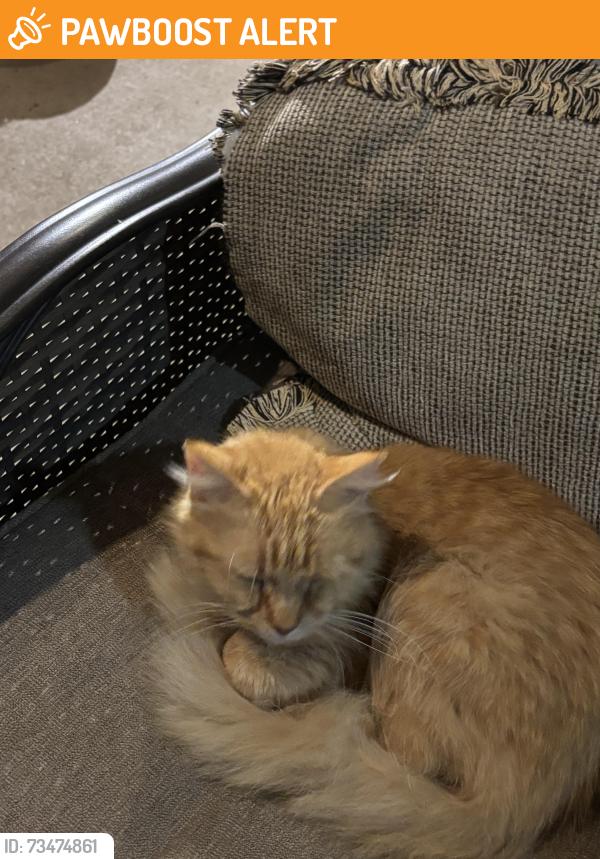 Found/Stray Unknown Cat last seen Near and Rt 24, Fondulac Township, IL 61635