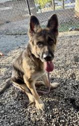 Shelter Stray Female Dog last seen Near Memorial Dr, ATLANTA, GA, 30317, 30317, GA, 3280 Chamblee Dunwoody Rd, Chamblee, GA 30341, USA