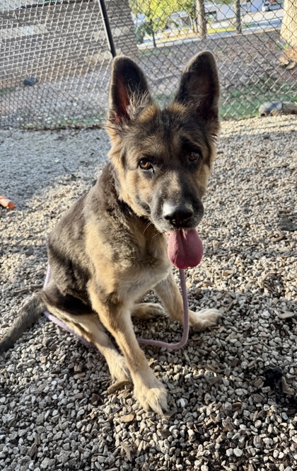 Shelter Stray Female Dog last seen Near Memorial Dr, ATLANTA, GA, 30317, 30317, GA, 3280 Chamblee Dunwoody Rd, Chamblee, GA 30341, USA