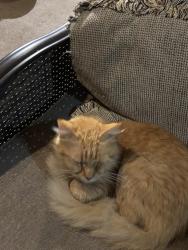 Found/Stray Unknown Cat last seen Near and Rt 24, Fondulac Township, IL 61635