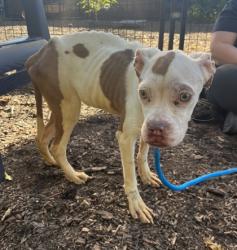 Shelter Stray Female Dog last seen Near Bedevere Circle Decatur, 30035, 30035, GA, 3280 Chamblee Dunwoody Rd, Chamblee, GA 30341, USA