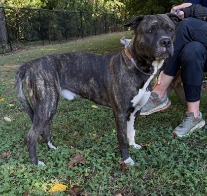 Shelter Stray Male Dog last seen Near Hillandale Dr Lithonia, 30058, 30058, GA, 3280 Chamblee Dunwoody Rd, Chamblee, GA 30341, USA