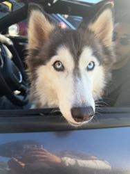 Shelter Stray Unknown Dog last seen Near Chamblee Tucker Rd, Chamblee, GA 30341, 30341, GA, 3280 Chamblee Dunwoody Rd, Chamblee, GA 30341, USA