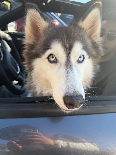 Shelter Stray Unknown Dog last seen Near Chamblee Tucker Rd, Chamblee, GA 30341, 30341, GA, 3280 Chamblee Dunwoody Rd, Chamblee, GA 30341, USA