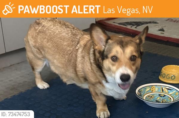Found/Stray Unknown Dog last seen Camsore and Bellany, Las Vegas, NV 89129