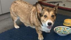 Found/Stray Unknown Dog last seen Camsore and Bellany, Las Vegas, NV 89129