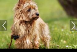 Found/Stray Unknown Dog last seen Near St. east side of Lake Nokomis, Minneapolis, MN 55417