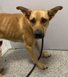 Shelter Stray Female Dog last seen Flanners Beach, New Bern, NC, 1639 Old Airport Rd, New Bern, NC 28562, USA