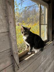 Reunited Female Cat last seen Jaquay and Osborne, Columbia Station, OH 44028
