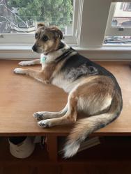 Reunited Female Dog last seen Valley & Dolores, San Francisco, CA 94131