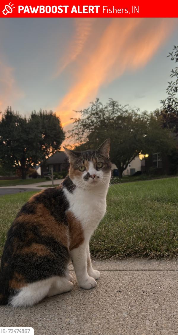 Lost Female Cat last seen 126th and Cumberland, Fishers, IN 46038