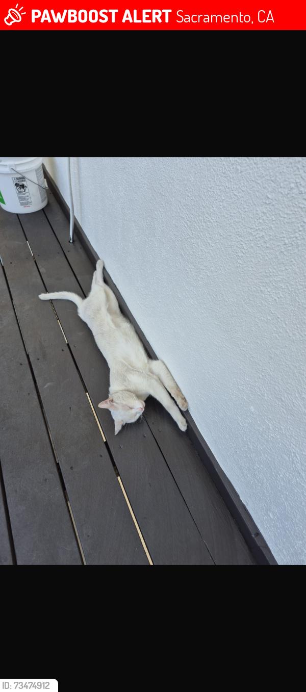 Lost Male Cat last seen 24th street, Sacramento, CA 95822