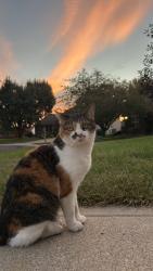Lost Female Cat last seen 126th and Cumberland, Fishers, IN 46038