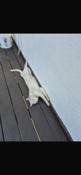 Lost Male Cat last seen 24th street, Sacramento, CA 95822
