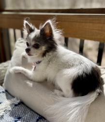 Lost Female Dog last seen Adams Road, Fayette County, GA 30214