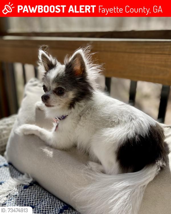 Lost Female Dog last seen Adams Road, Fayette County, GA 30214