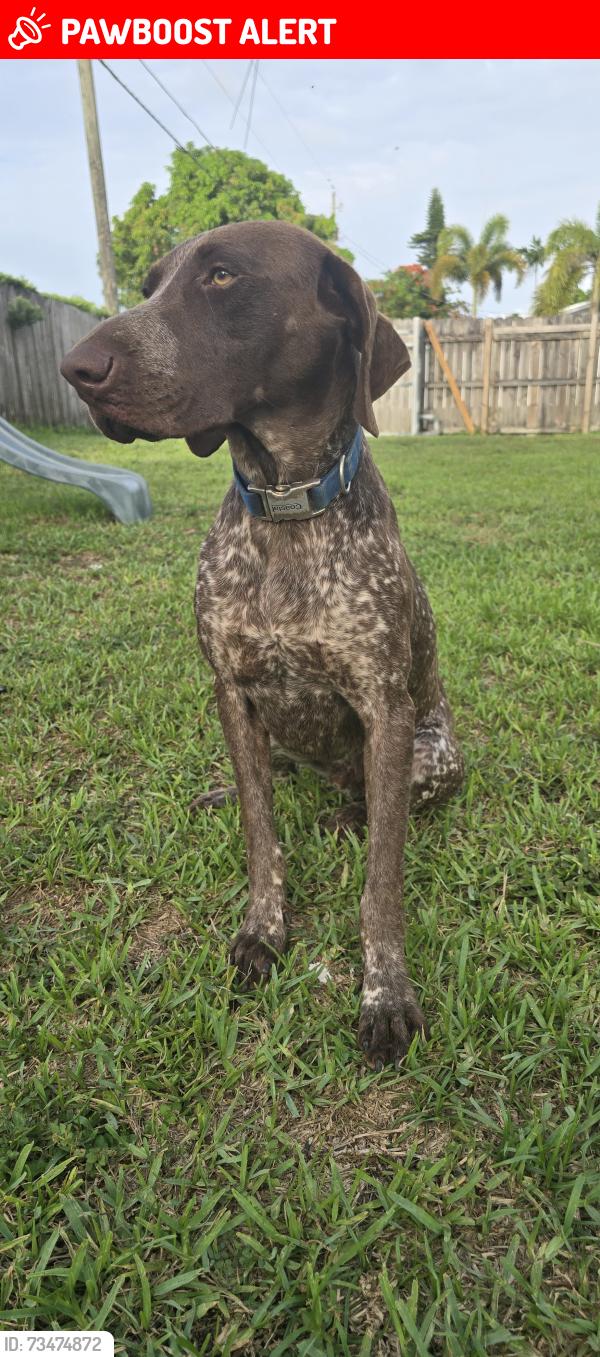 Lost Male Dog last seen Miami fl, Miami-Dade County, FL 33187