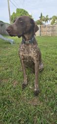 Lost Male Dog last seen Miami fl, Miami-Dade County, FL 33187