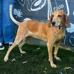 Reunited Female Dog last seen Cary Ave & Elizabeth St, Staten Island, NY 10310, USA, Staten Island, NY 10310