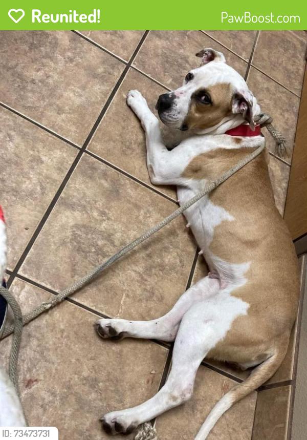 Reunited Female Dog last seen Eskimo Hut, Victoria, TX 77901