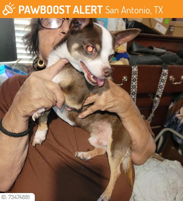 Found/Stray Male Dog last seen Holder, San Antonio, TX 78211