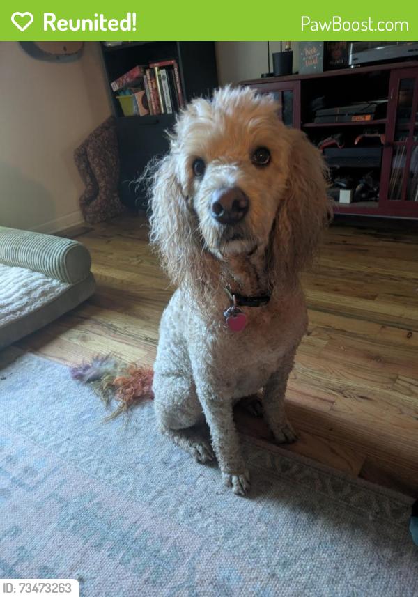Reunited Female Dog last seen Across from Jonestown Rd and McGregor Rd, Winston-Salem, NC 27103