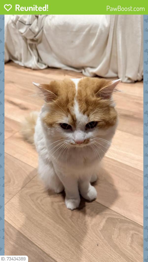 Reunited Unknown Cat last seen Duke St, Alexandria, VA, USA, Alexandria, VA 22303