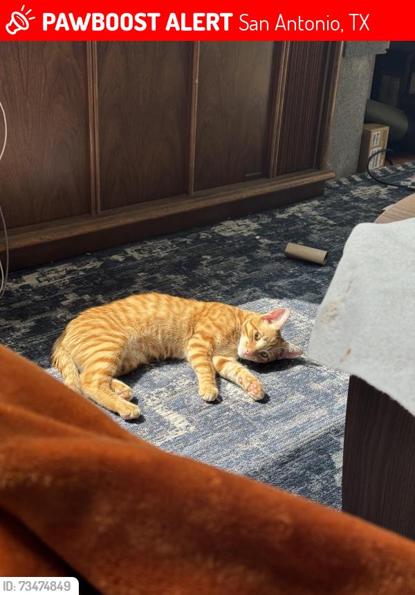 Lost Male Cat last seen across the street from a church and across from an office building, San Antonio, TX 78240