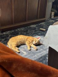 Lost Male Cat last seen across the street from a church and across from an office building, San Antonio, TX 78240