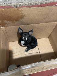 Reunited Female Dog last seen near cerritos college, Cerritos, CA 90703