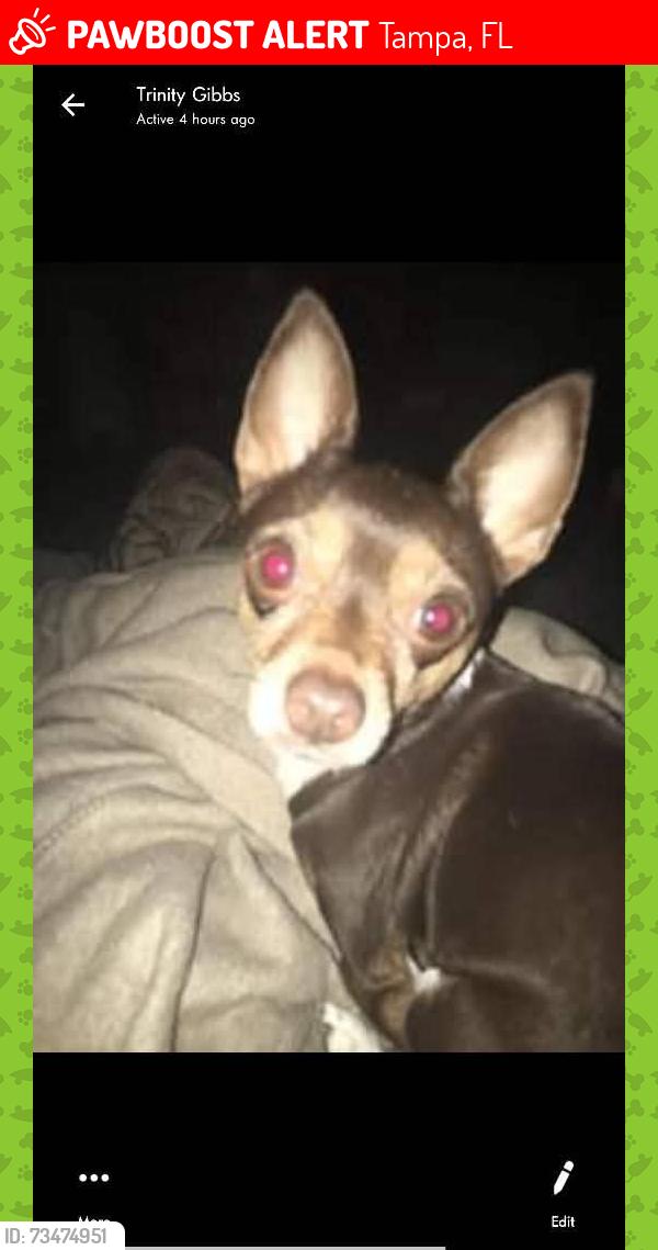 Lost Female Dog last seen 133rd an 22nd tampa FL, Tampa, FL 33612