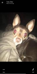 Lost Female Dog last seen 133rd an 22nd tampa FL, Tampa, FL 33612