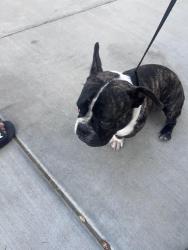 Found/Stray Male Dog last seen 11th Ave and Vogel, Phoenix, AZ 85021