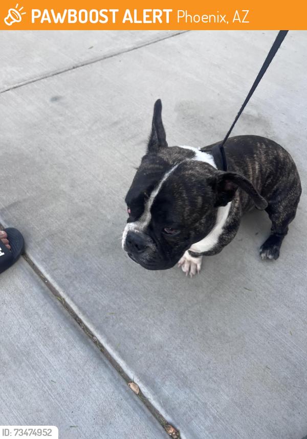 Found/Stray Male Dog last seen 11th Ave and Vogel, Phoenix, AZ 85021