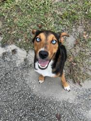 Found/Stray Male Dog last seen Villanueva dr and 315C, Clay County, FL 32656