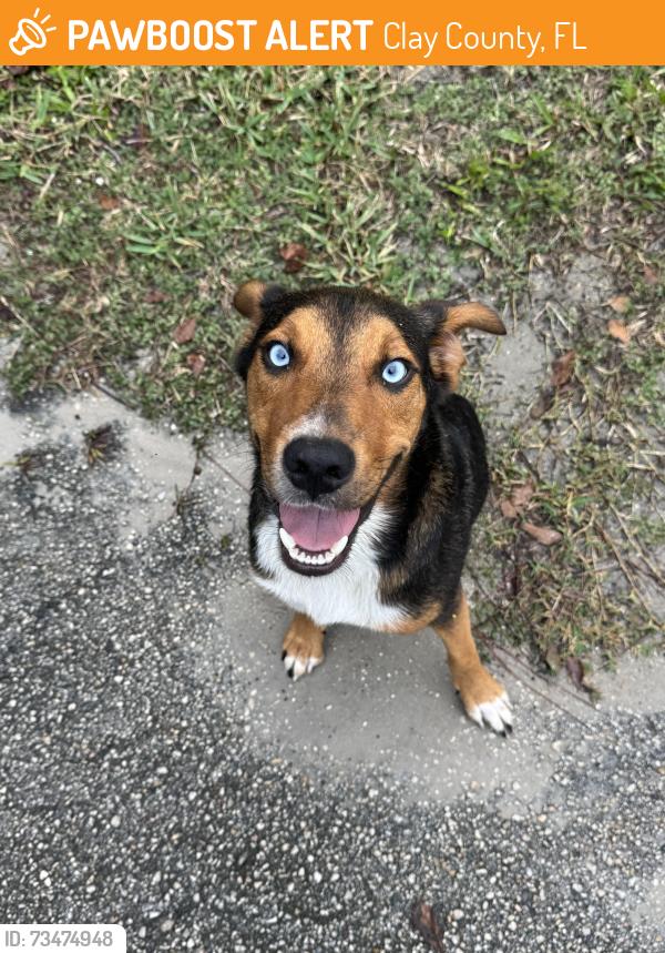Found/Stray Male Dog last seen Villanueva dr and 315C, Clay County, FL 32656
