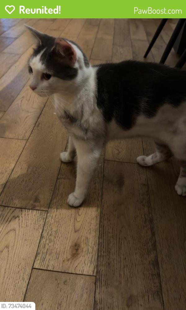 Reunited Female Cat last seen Bottom of Baron Street, Blackburn with Darwen, England 
