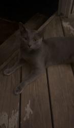 Reunited Male Cat last seen Englewood, Erwin rd, Chapel Hill, NC 27514