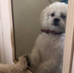 Lost Male Dog last seen Belair, Los Angeles, CA 91606