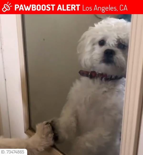 Lost Male Dog last seen Belair, Los Angeles, CA 91606