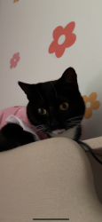 Lost Female Cat last seen Near and morris ave, The Bronx, NY 10468