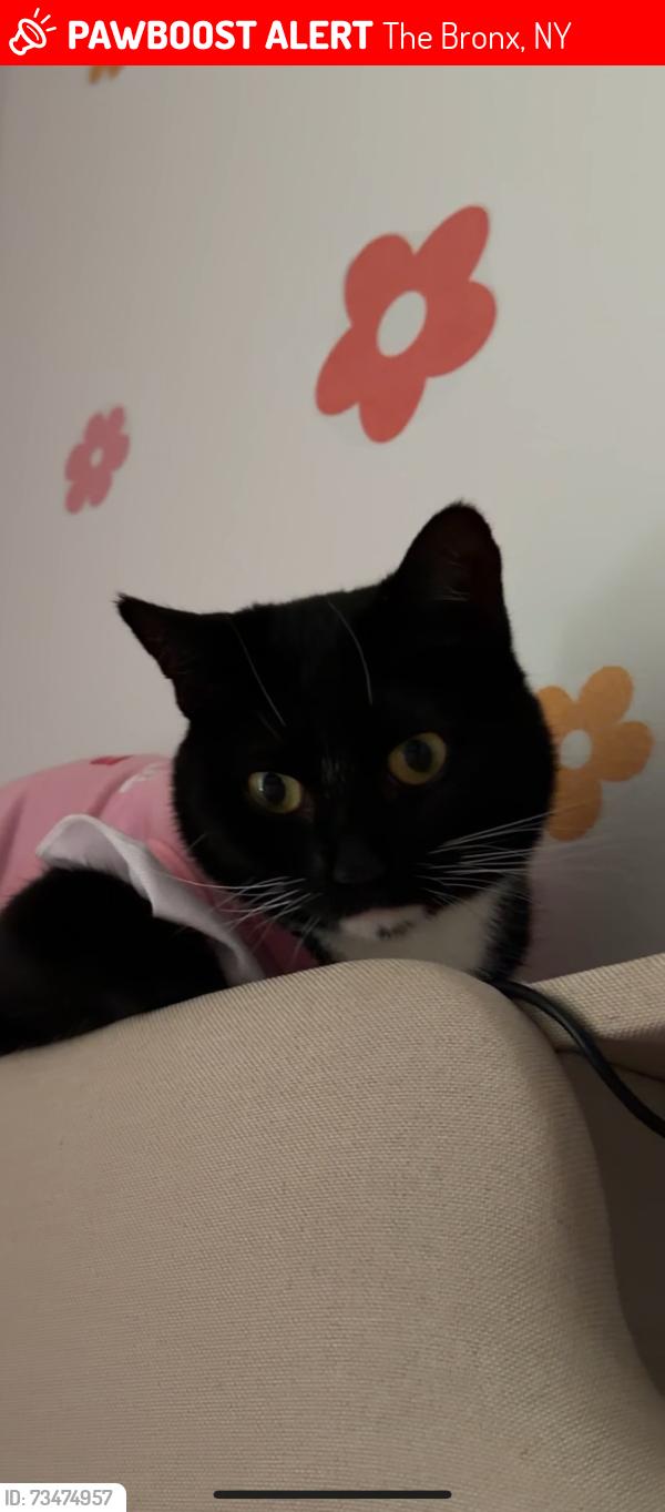 Lost Female Cat last seen Near and morris ave, The Bronx, NY 10468