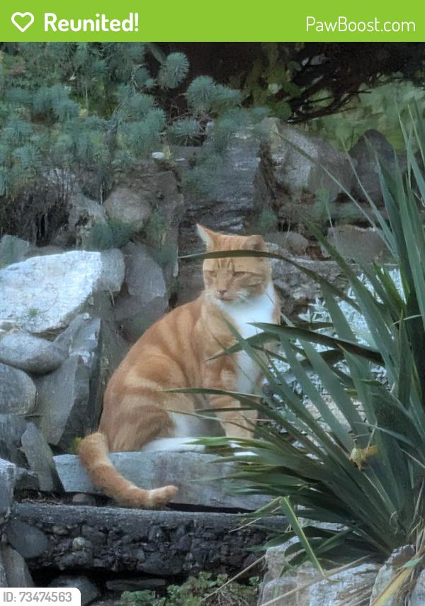 Reunited Unknown Cat last seen Forest St, Worcester, MA 01609