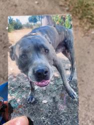 Lost Male Dog last seen Sheilds and Polk, Westside, CA 93723