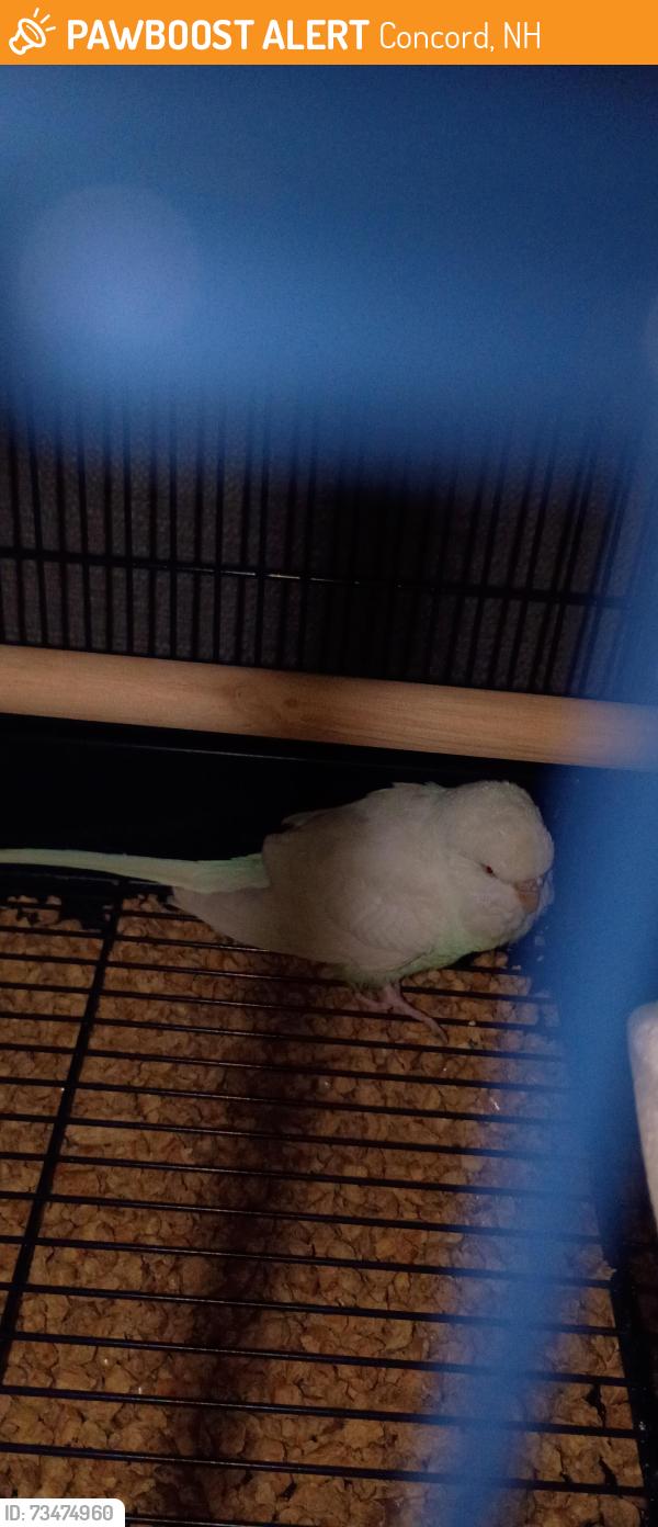 Found/Stray Unknown Bird last seen Oak Hill, Concord, NH 03301