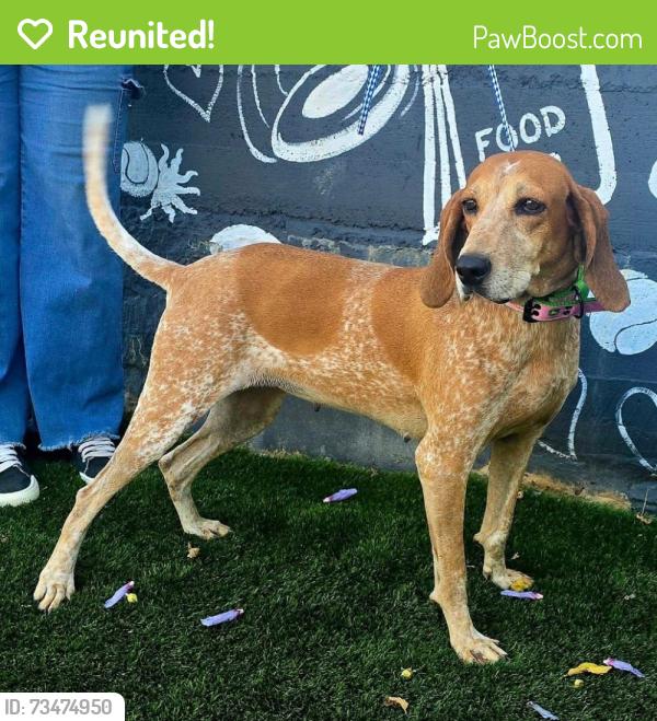 Reunited Female Dog last seen Cary Ave & Elizabeth St, Staten Island, NY 10310, USA, Staten Island, NY 10310