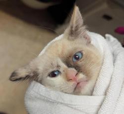 Shelter Stray Female Cat last seen Near S 45 Street, San Diego, CA, 92113, 5500 Gaines St, San Diego, CA 92110, USA