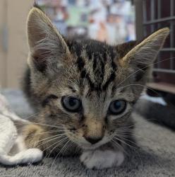 Shelter Stray Female Cat last seen Near S 45 Street, San Diego, CA, 92113, 5500 Gaines St, San Diego, CA 92110, USA