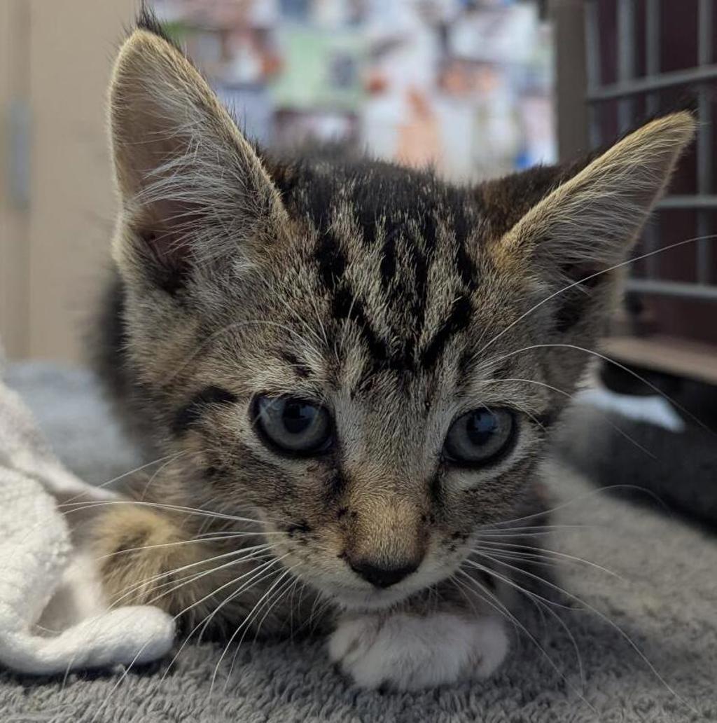 Shelter Stray Female Cat last seen Near S 45 Street, San Diego, CA, 92113, 5500 Gaines St, San Diego, CA 92110, USA