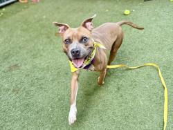 Shelter Stray Male Dog last seen Near Laconia Avenue, BRONX, NY, 10466, 326 E 110th St, New York, NY 10029, USA